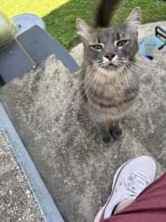 Found/Stray Unknown Cat last seen Avondale Rd and Harford Rd, Parkville, MD 21234