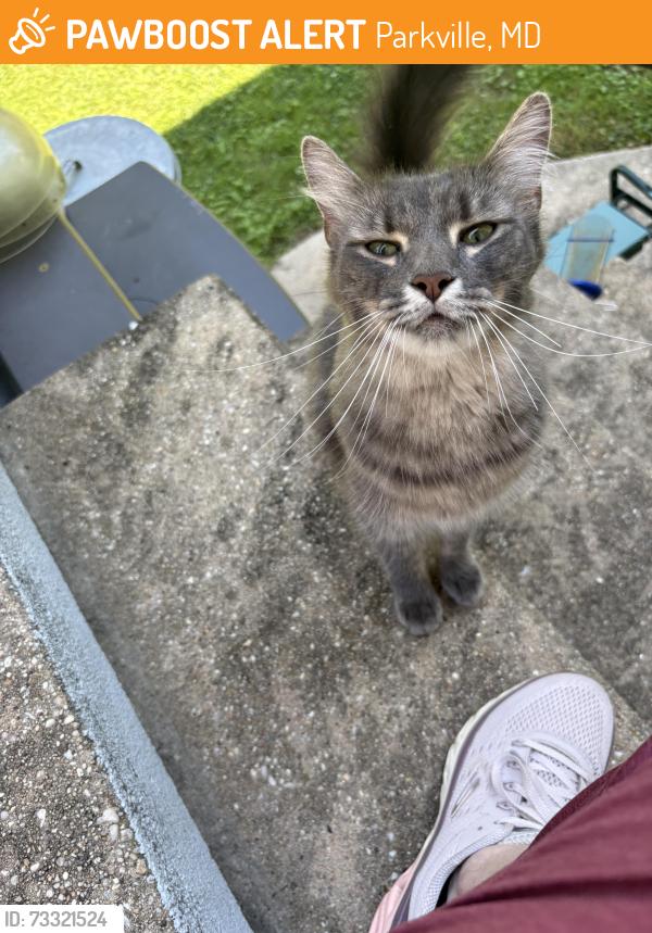 Found/Stray Unknown Cat last seen Avondale Rd and Harford Rd, Parkville, MD 21234