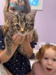 Found/Stray Female Cat last seen Towne Village Rd, Nashville, TN 37013