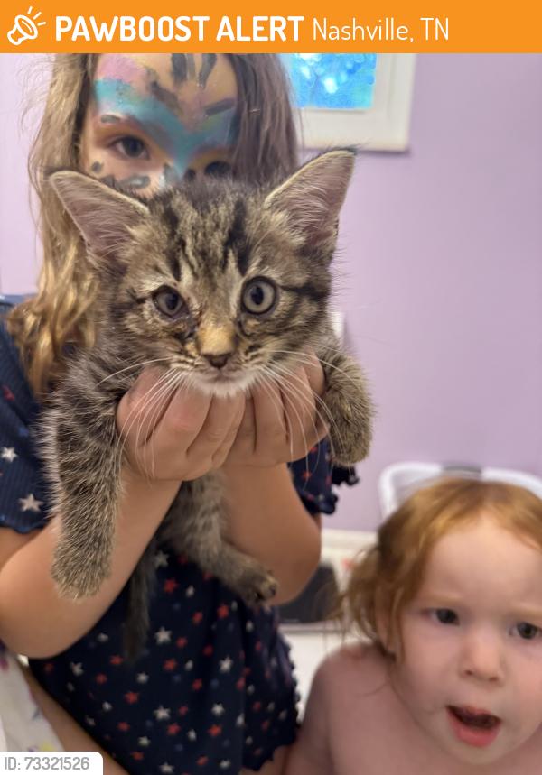 Found/Stray Female Cat last seen Towne Village Rd, Nashville, TN 37013