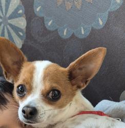 Reunited Female Dog last seen Pottersville Rd and Hacklebarney, Pingry School Campus, Bedminster, NJ 07979