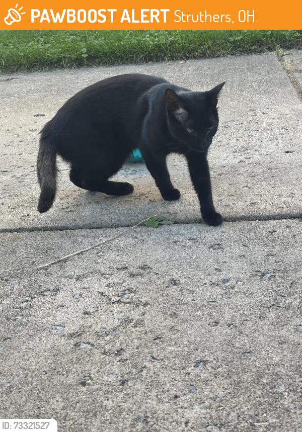 Found/Stray Female Cat last seen 8th, Struthers, OH 44471