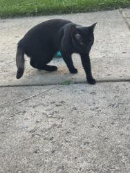 Found/Stray Female Cat last seen 8th, Struthers, OH 44471
