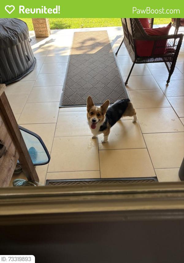 Reunited Female Dog last seen Rumfield Rd and Precinct line road, North Richland Hills, TX 76182