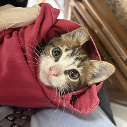 Shelter Stray Female Cat last seen Near katherine ave, City of Knoxville GP, TN, 3201 Division St, Knoxville, TN 37919, USA