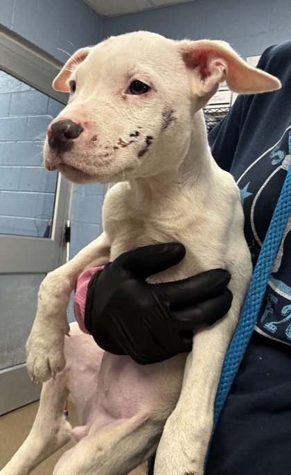 Shelter Stray Female Dog last seen Near Harvest Drive, Decatur, GA, 30034, 30034, GA, 3280 Chamblee Dunwoody Rd, Chamblee, GA 30341, USA