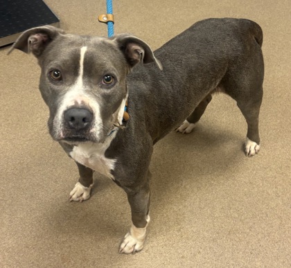 Shelter Stray Female Dog last seen Near Lavista Road, 30084, GA, 3280 Chamblee Dunwoody Rd, Chamblee, GA 30341, USA