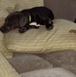Reunited Female Dog last seen Walker place boulevard, Copperas Cove, TX 76522