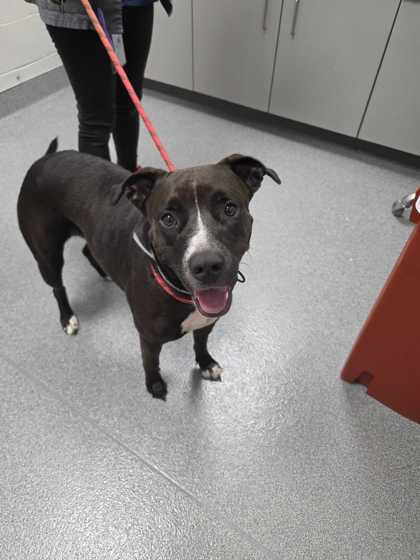 Shelter Stray Female Dog last seen Near Chiroy Way, Sevier County, TN, 1008 Old Knoxville Hwy, Sevierville, TN 37862, USA