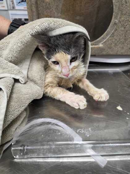 Shelter Stray Male Cat last seen Douglas Dam Rd, Sevier County, TN, 1008 Old Knoxville Hwy, Sevierville, TN 37862, USA
