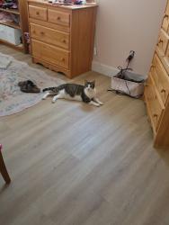 Reunited Male Cat last seen Close to A1A by the Atlantis Urgent Care, Satellite Beach, FL 32937
