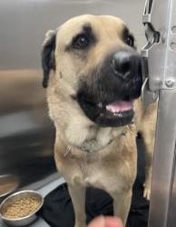 Shelter Stray Male Dog last seen Near Main Street, Keller, TX, 330 Rufe Snow Dr, Keller, TX 76248, USA
