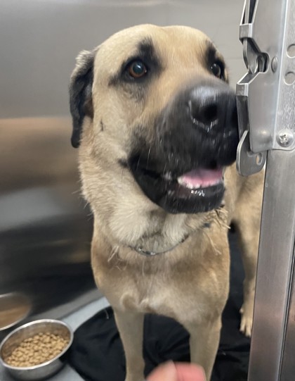 Shelter Stray Male Dog last seen Near Main Street, Keller, TX, 330 Rufe Snow Dr, Keller, TX 76248, USA