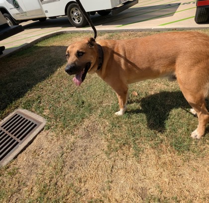 Shelter Stray Male Dog last seen Near Hwy 377 - Keller Home Depot, Keller, TX, 330 Rufe Snow Dr, Keller, TX 76248, USA