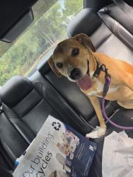 Reunited Female Dog last seen 133rd and 132nd, Ham Lake, MN 55304