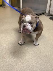 Shelter Stray Female Dog last seen Near E Ripy St, South District, TX, 355 Hillshire Dr, Haslet, TX 76052, USA