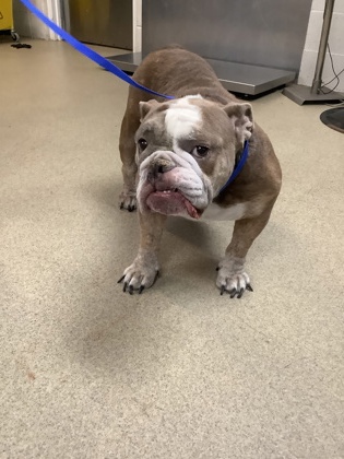 Shelter Stray Female Dog last seen Near E Ripy St, South District, TX, 355 Hillshire Dr, Haslet, TX 76052, USA