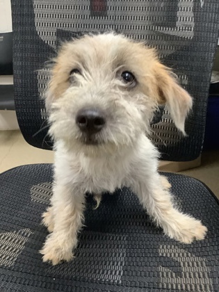 Shelter Stray Male Dog last seen Near E Rosedale St, East District, TX, 355 Hillshire Dr, Haslet, TX 76052, USA