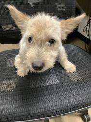 Shelter Stray Male Dog last seen Near E Rosedale St, East District, TX, 355 Hillshire Dr, Haslet, TX 76052, USA