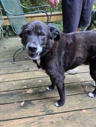 Reunited Male Dog last seen 79th Street, Indianapolis, IN 46240