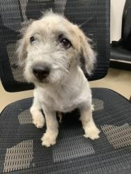 Shelter Stray Male Dog last seen Near E Rosedale St, East District, TX, 355 Hillshire Dr, Haslet, TX 76052, USA