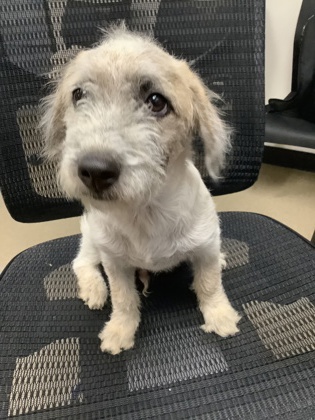 Shelter Stray Male Dog last seen Near E Rosedale St, East District, TX, 355 Hillshire Dr, Haslet, TX 76052, USA