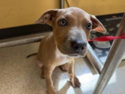 Shelter Stray Female Dog last seen Near Lyndon B Johnson Fwy, 75150, TX, 1650 Gross Rd, Mesquite, TX 75149, USA