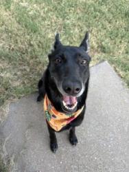 Shelter Stray Female Dog last seen 67, City of Alvarado, TX, 602 S Pkwy Dr, Alvarado, TX 76009, USA