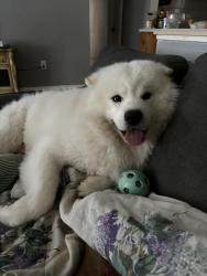 Lost Male Dog last seen Near 56th Ave n, St. Petersburg, FL 33714