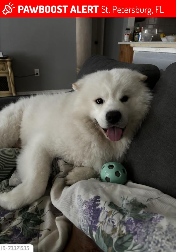 Lost Male Dog last seen Near 56th Ave n, St. Petersburg, FL 33714