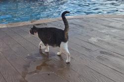 Lost Female Cat last seen Rendin Mansfield and Rose Creek, Rendon, TX 76028