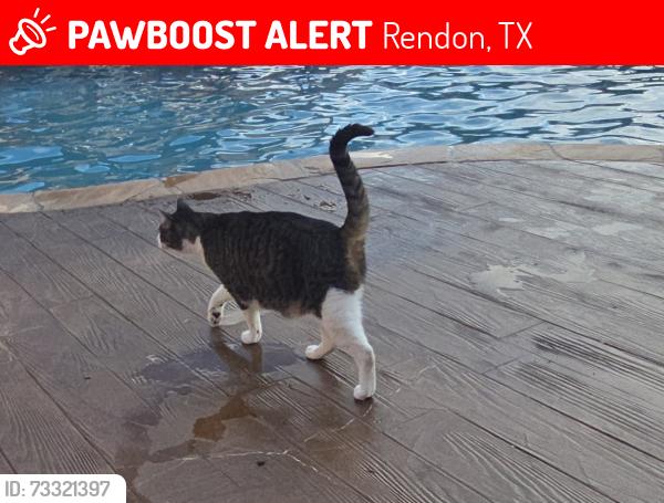 Lost Female Cat last seen Rendin Mansfield and Rose Creek, Rendon, TX 76028