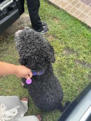 Reunited Female Dog last seen New Bethel Church Rd, Garner, NC 27529, USA, Garner, NC 27529