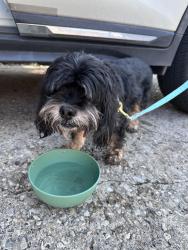Reunited Male Dog last seen Wilkshire, Houston, TX 77069