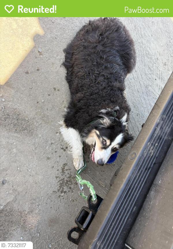 Reunited Male Dog last seen cerezo dr, terramar beach, Carlsbad, CA 92008