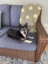 Reunited Male Dog last seen Hillwood Dr, Holly Dr, Shingle Springs, CA, Shingle Springs, CA 95682