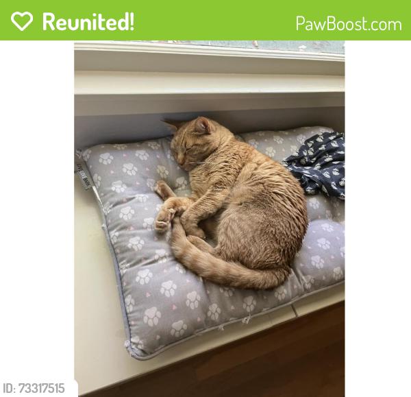 Reunited Male Cat last seen Lincoln and Montalban, SLO, San Luis Obispo, CA 93405