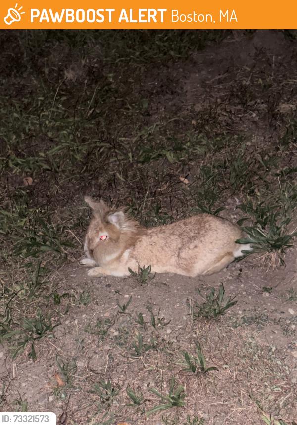 Found/Stray Unknown Rabbit last seen North of the City of Boston Fire Department (Historic Building), Boston, MA 02215