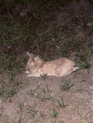 Found/Stray Unknown Rabbit last seen North of the City of Boston Fire Department (Historic Building), Boston, MA 02215