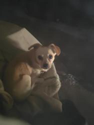 Lost Male Dog last seen Manchester Dr in Santa Clara, Santa Clara, CA 95050