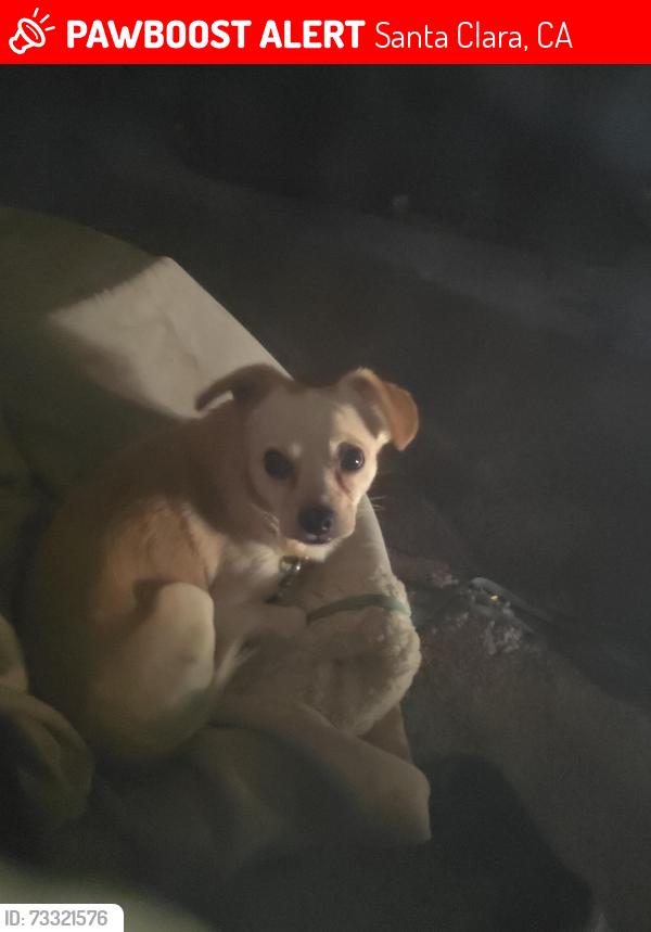 Lost Male Dog last seen Manchester Dr in Santa Clara, Santa Clara, CA 95050