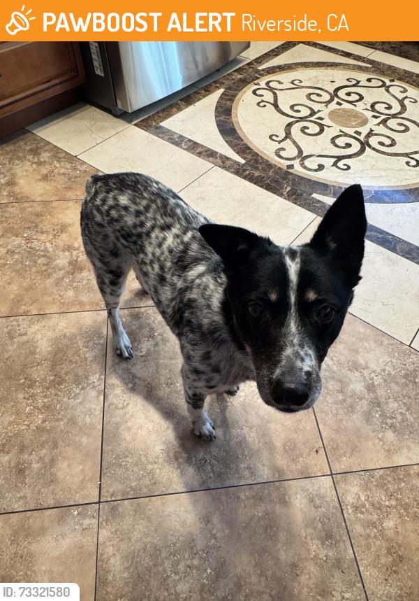 Found/Stray Female Dog last seen La fitness parking lot, Riverside, CA 92505