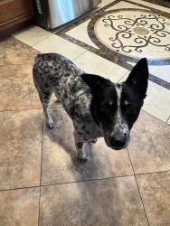 Found/Stray Female Dog last seen La fitness parking lot, Riverside, CA 92505