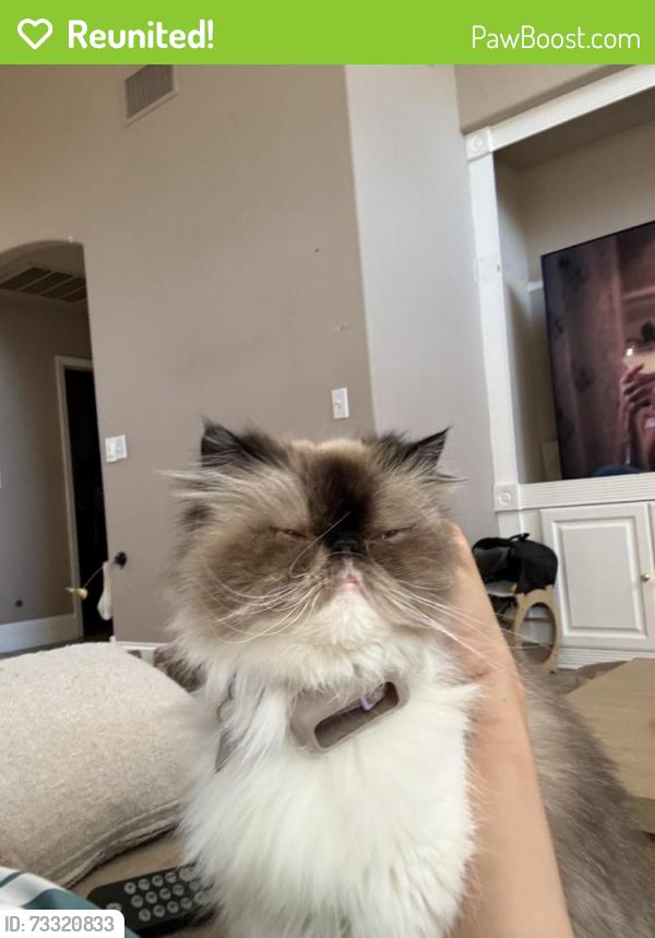 Reunited Female Cat last seen N vista ave, Fresno, CA 93711