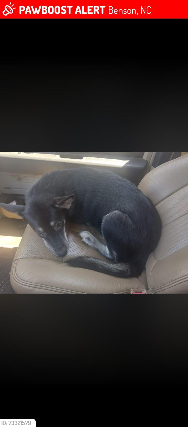 Lost Female Dog last seen Near weeks dr, Benson, NC 27504