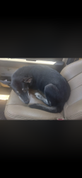 Lost Female Dog last seen Near weeks dr, Benson, NC 27504