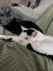Reunited Male Cat last seen Malthouse Road, West Sussex, England 