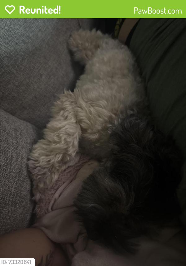 Reunited Male Dog last seen Santa Fe, 99th st okc, ok 73139, Oklahoma City, OK 73139