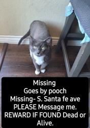 Lost Male Cat last seen S. Santa fe ave, Vista, CA 92084