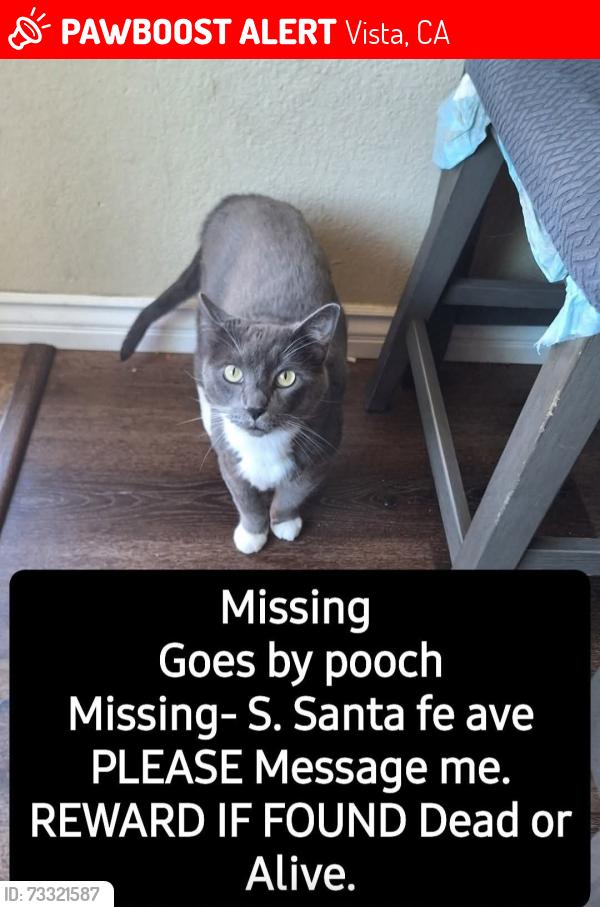 Lost Male Cat last seen S. Santa fe ave, Vista, CA 92084